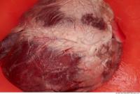 RAW meat pork viscera 0029
